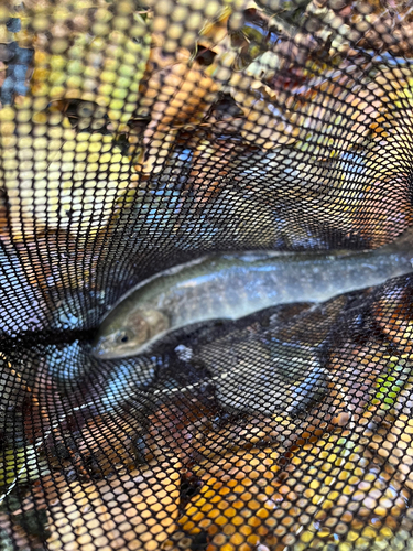 イワナの釣果