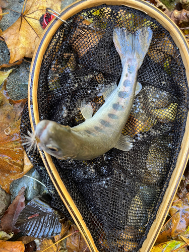 ヤマメの釣果