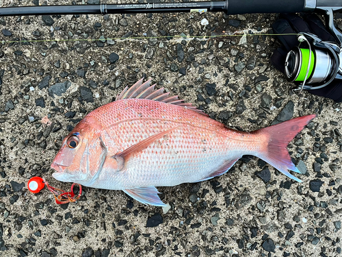 マダイの釣果