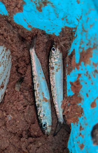 イワシの釣果