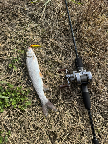 ウグイの釣果