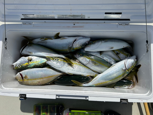 ハマチの釣果