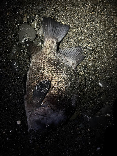 ヒゲダイの釣果