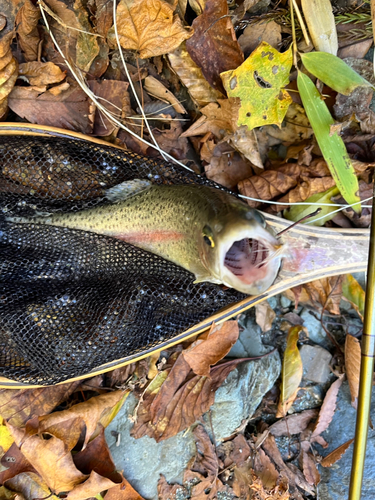 ニジマスの釣果