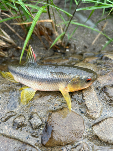 オイカワの釣果