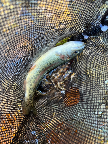 ニジマスの釣果