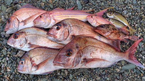 マダイの釣果