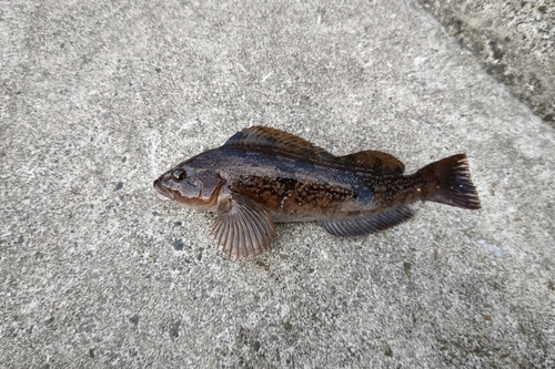 アイナメの釣果