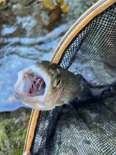 ニジマスの釣果