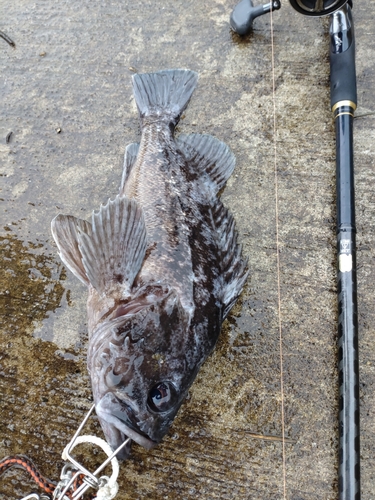 ソイの釣果