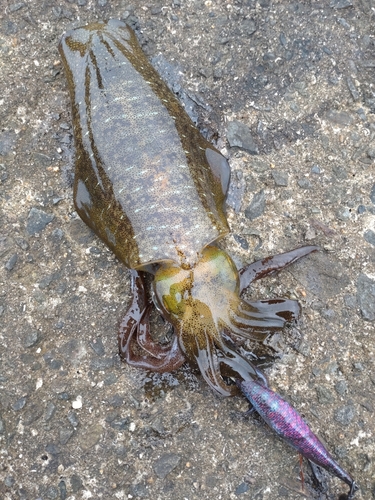 アオリイカの釣果