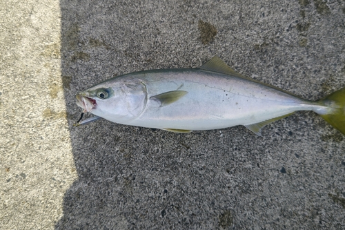 イナダの釣果