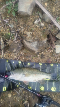 ブラックバスの釣果