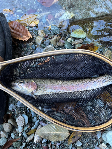 ニジマスの釣果