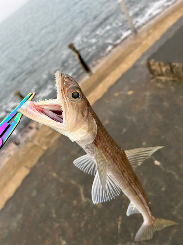 エソの釣果