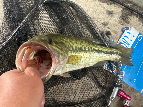 ラージマウスバスの釣果