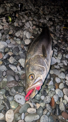 スズキの釣果