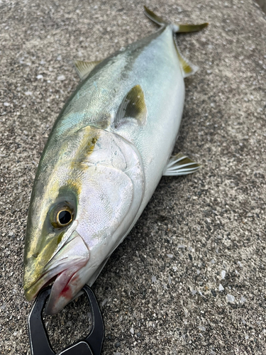 ハマチの釣果