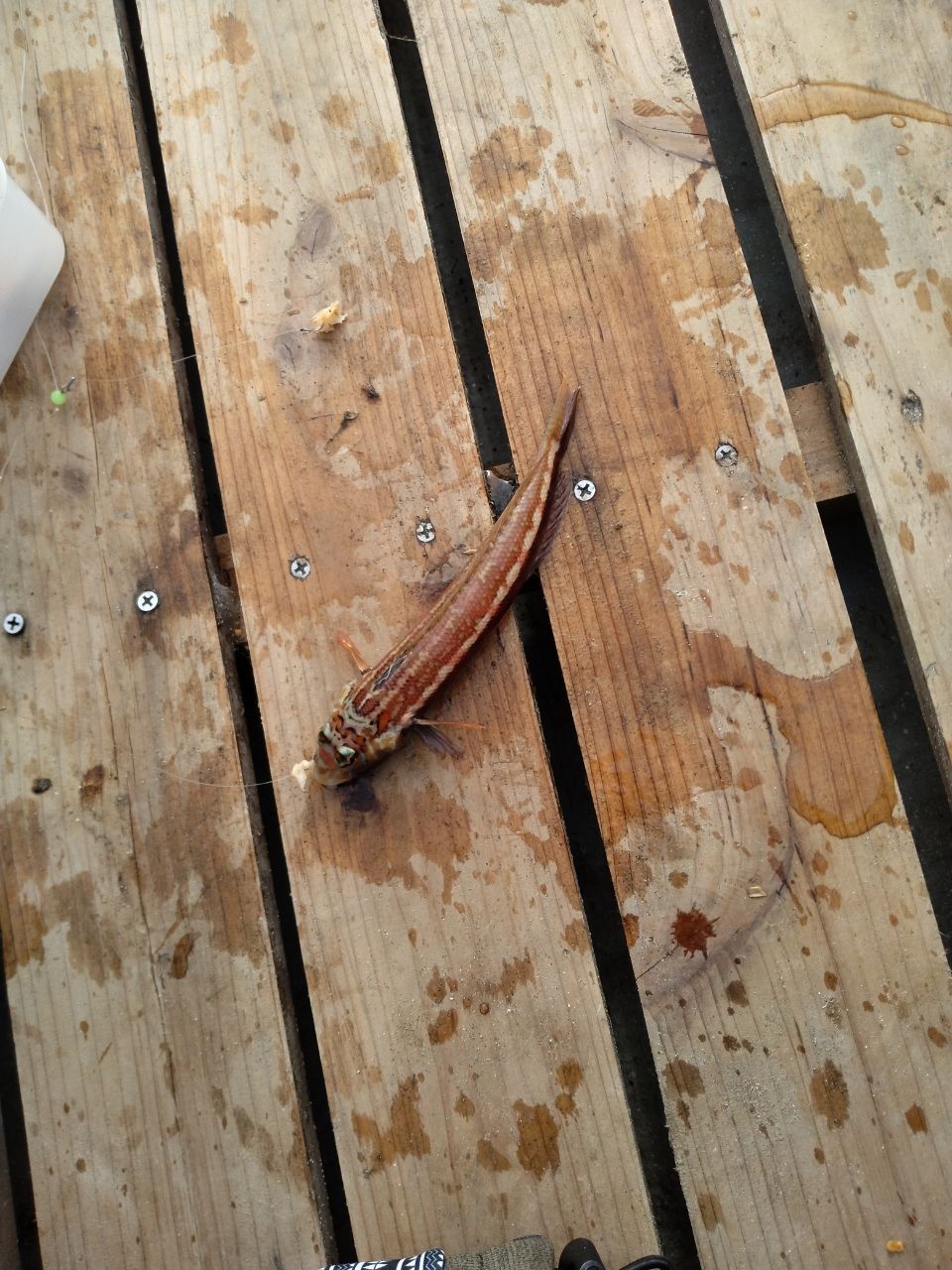 めんま2525さんの釣果 2枚目の画像