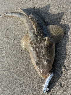 マゴチの釣果