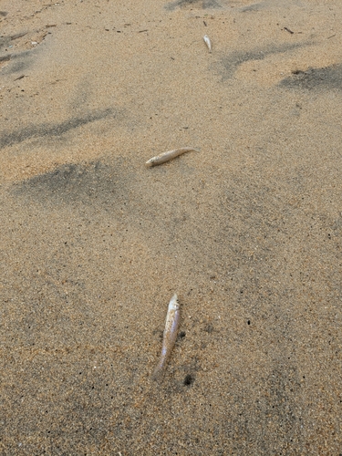 キスの釣果