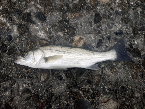 セイゴ（タイリクスズキ）の釣果