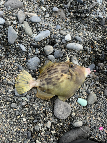 カワハギの釣果