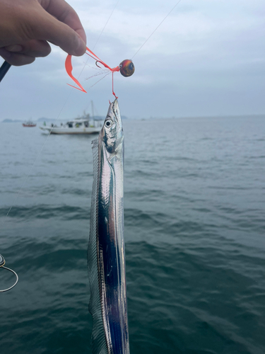 タチウオの釣果