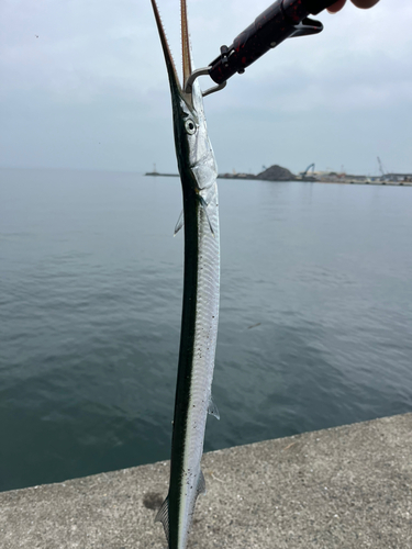 ダツの釣果