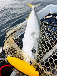 ヤズの釣果