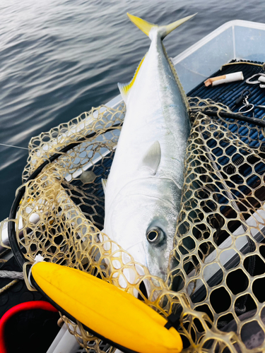 ヤズの釣果