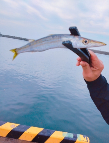 カマスの釣果