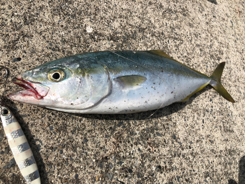 ワカシの釣果