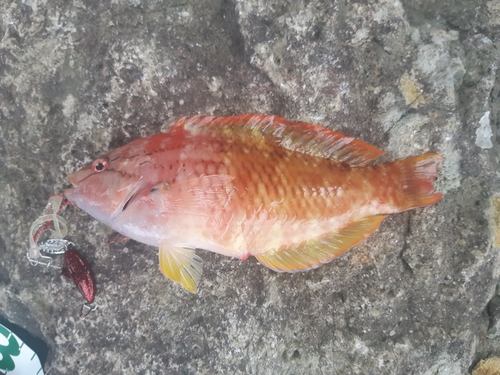 アカササノハベラの釣果