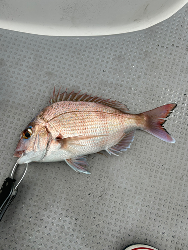 コノシロの釣果