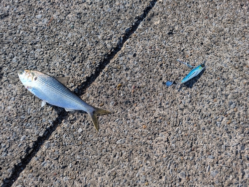 コノシロの釣果