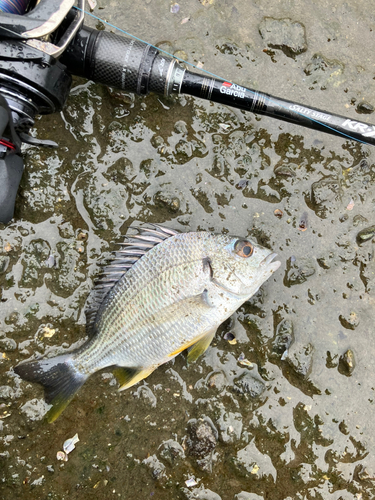 キビレの釣果