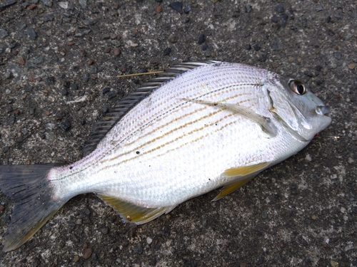 ヘダイの釣果