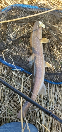 アメマスの釣果