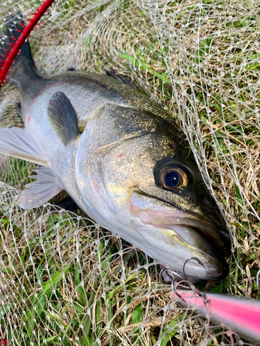 スズキの釣果