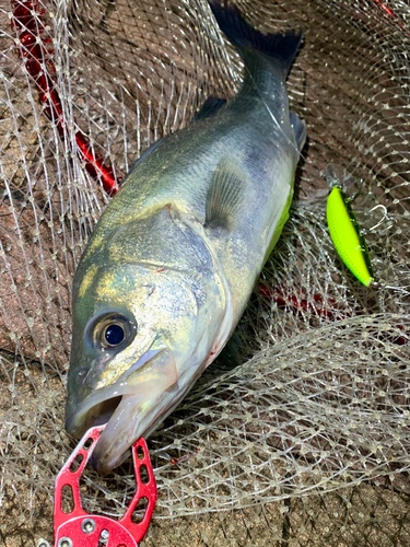 フッコ（マルスズキ）の釣果