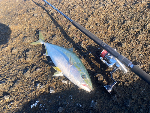 イナダの釣果