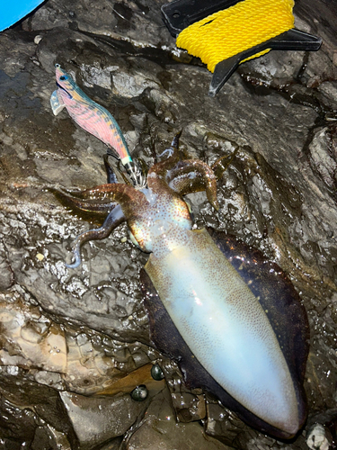 アオリイカの釣果