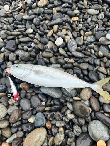 ツバスの釣果