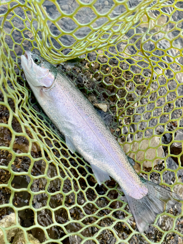 レインボートラウトの釣果