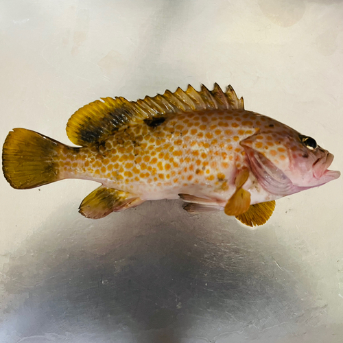 アコウの釣果