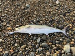 サゴシの釣果