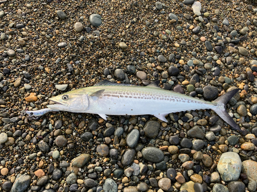 サゴシの釣果