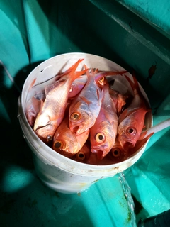 キンメダイの釣果