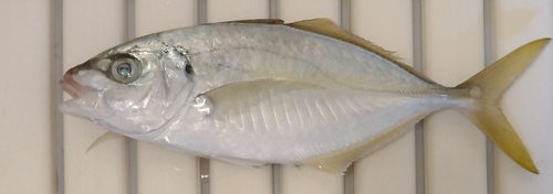 シマアジの釣果